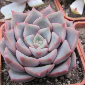 Echeveria   hybr.    #29