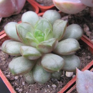 Echeveria   amethorum