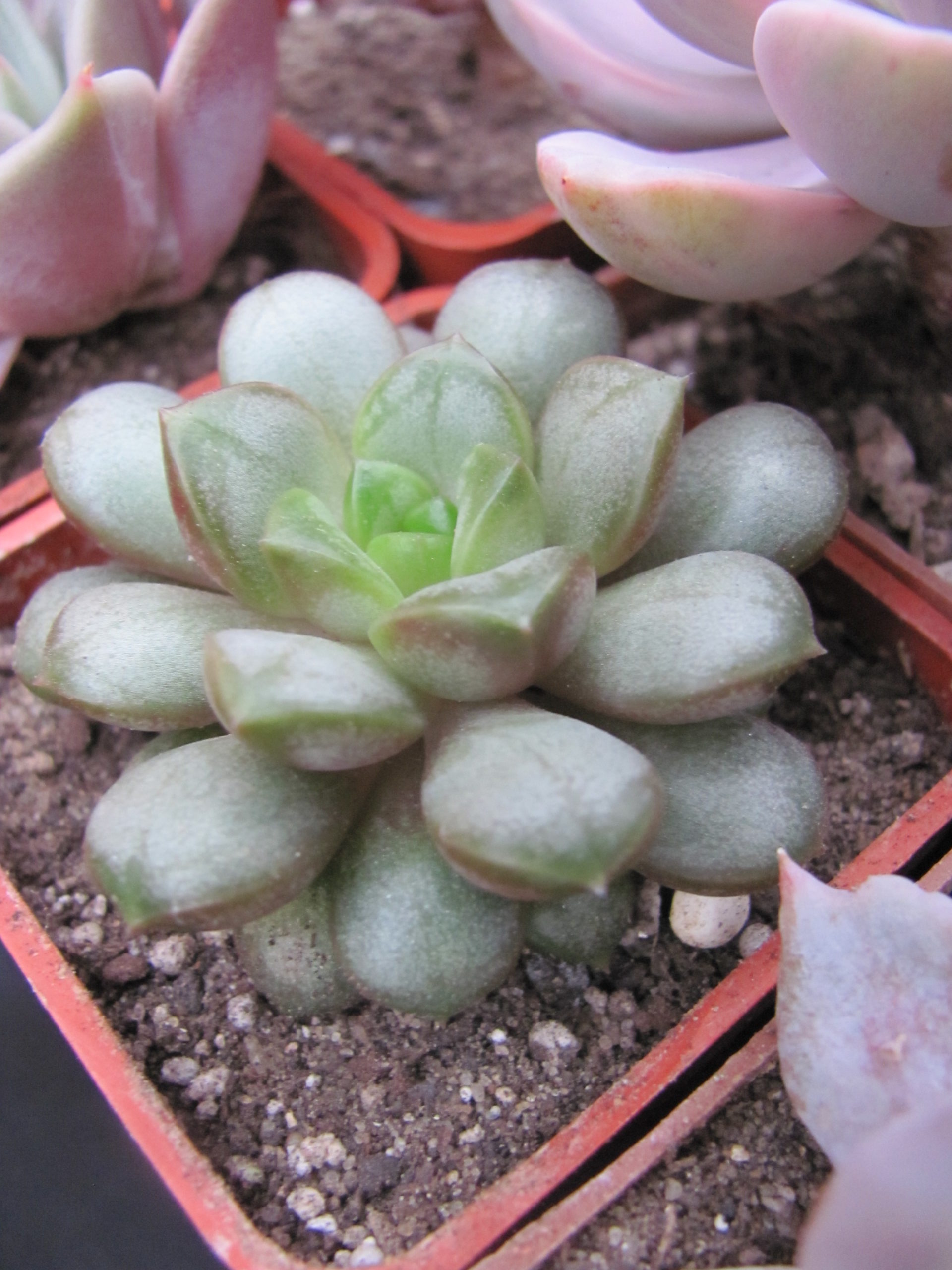 Echeveria amethorum