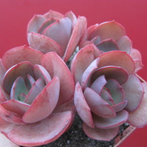 Echeveria Suyon