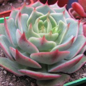 Echeveria   ramillete