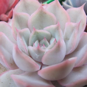 Echeveria   Hercules  hybr.