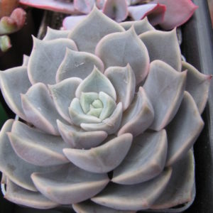 Echeveria   hybr.