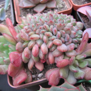 Echeveria    Fantasia Carol  cristata