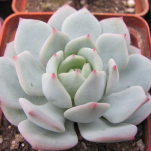 Echeveria Lunas