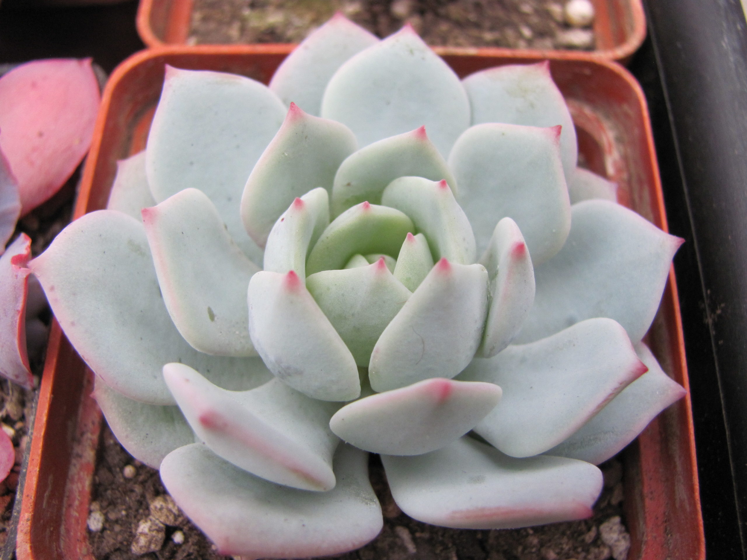 Echeveria Lunas