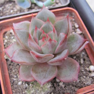 Echeveria   Moranii hybr.