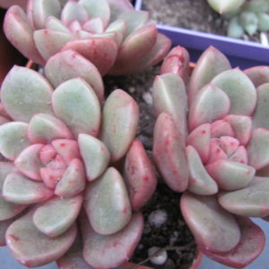 Echeveria  hybr.