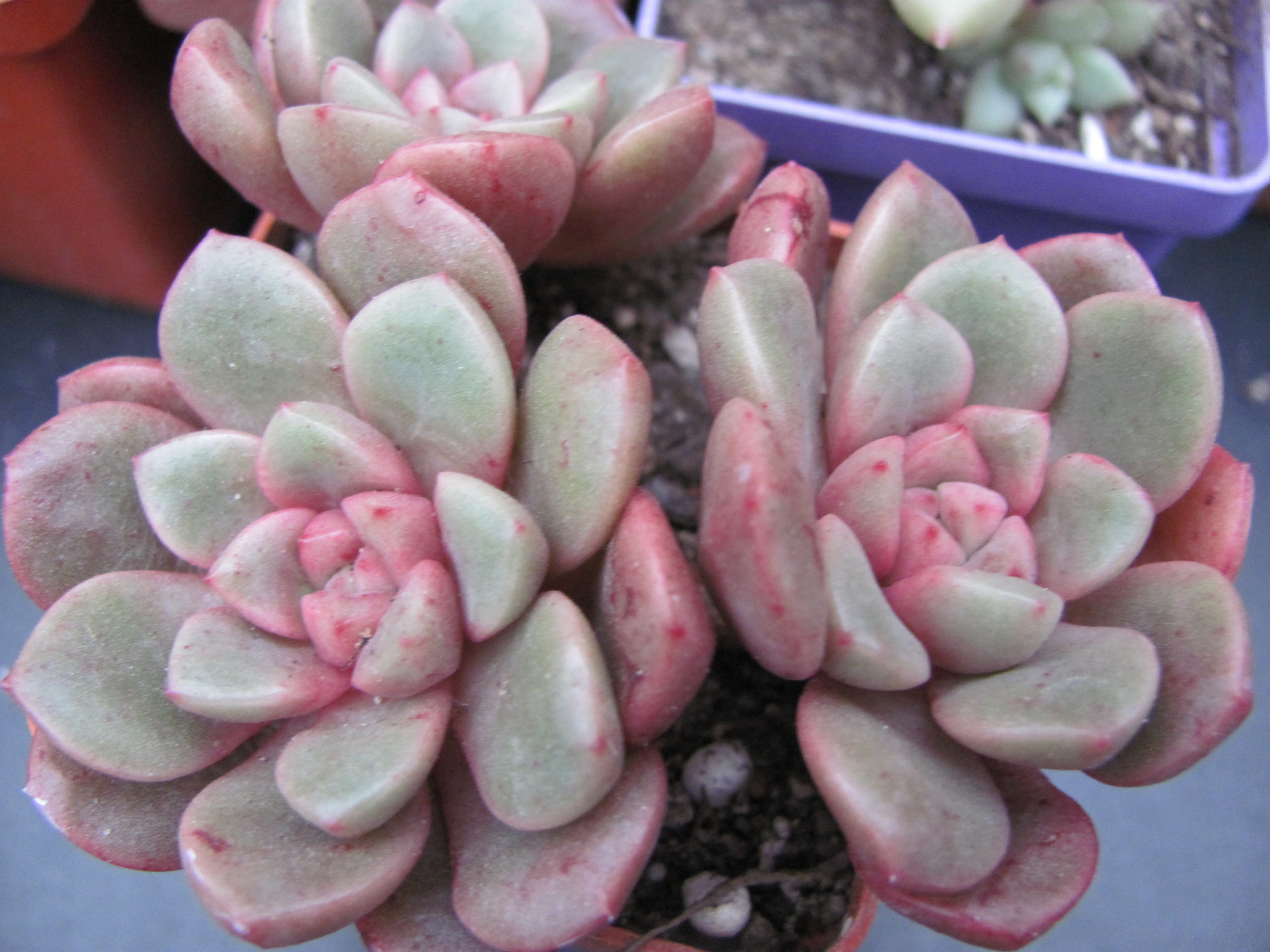 Echeveria hybr.