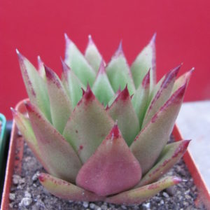 Echeveria   agavoides   *Lipstick*