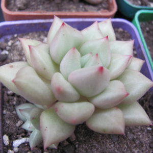 Echeveria  Van Keppel