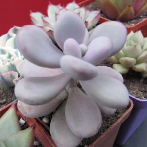 Pachyphytum   Pink