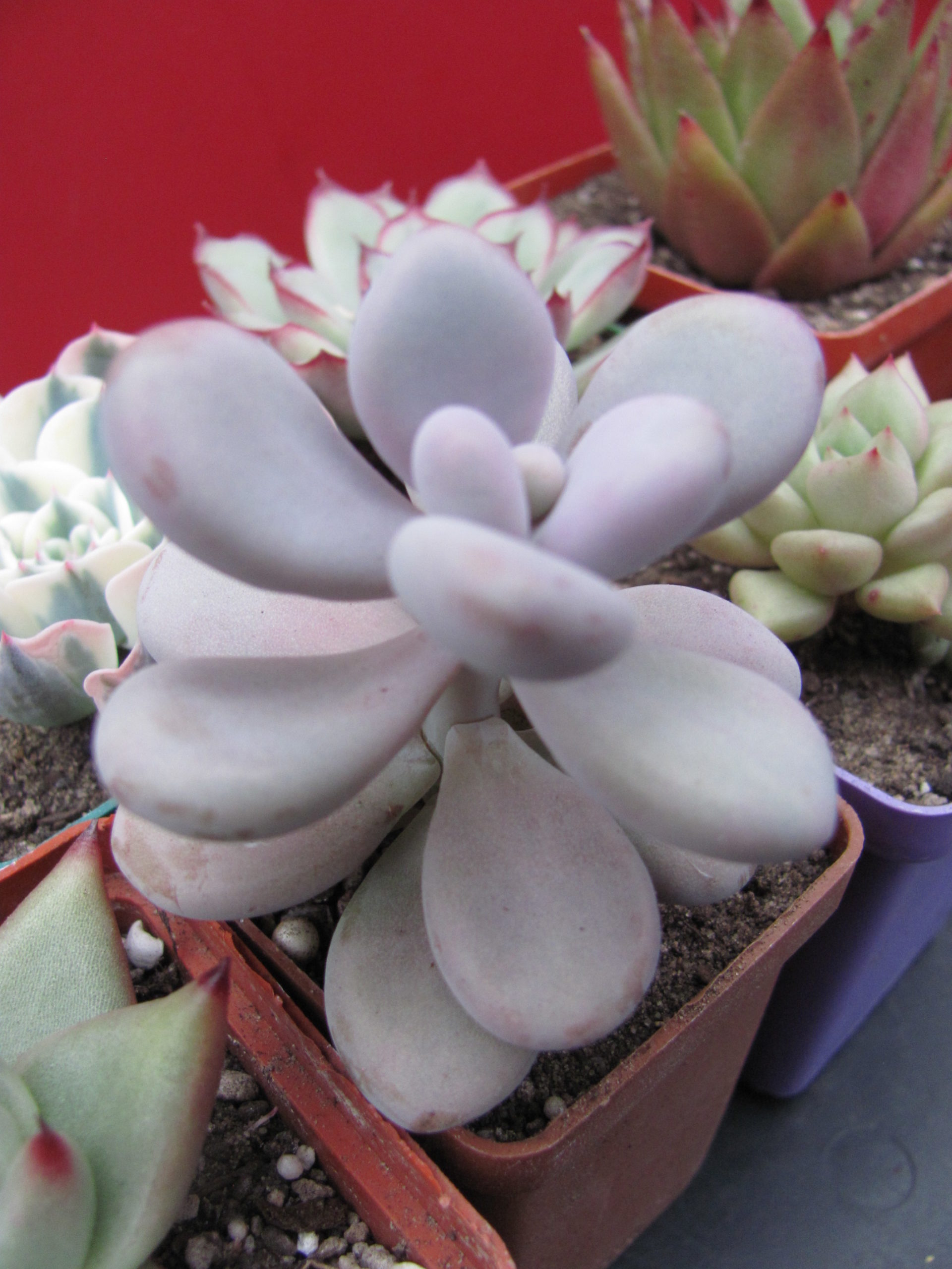 Pachyphytum Pink