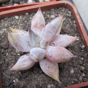 Echeveria tolimanensis