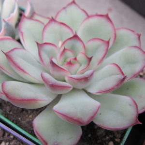 Echeveria    pulidonis