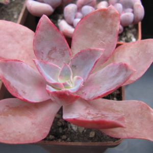 Echeveria   Golden  Tower
