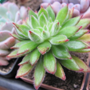Echeveria Set Oliver