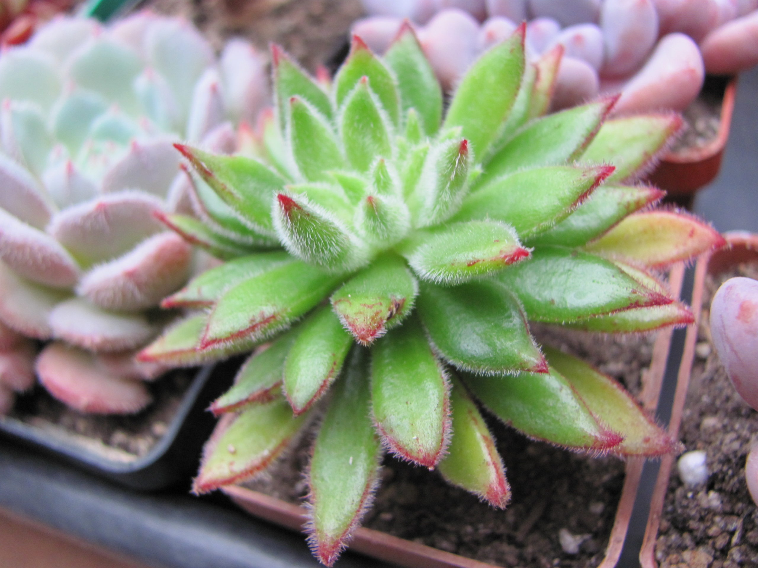 Echeveria Set Oliver