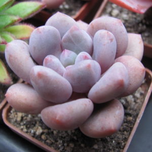 Pachyphytum  oviferum  hybr.    #100