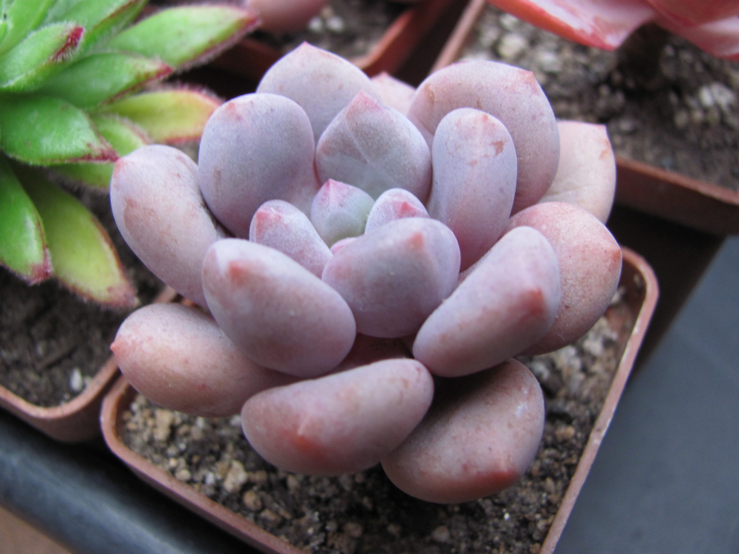 Pachyphytum  oviferum  hybr.    #100