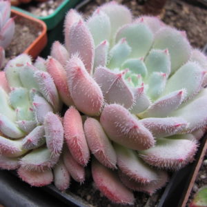 Echeveria Glitters