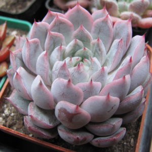 Echeveria  hybr.