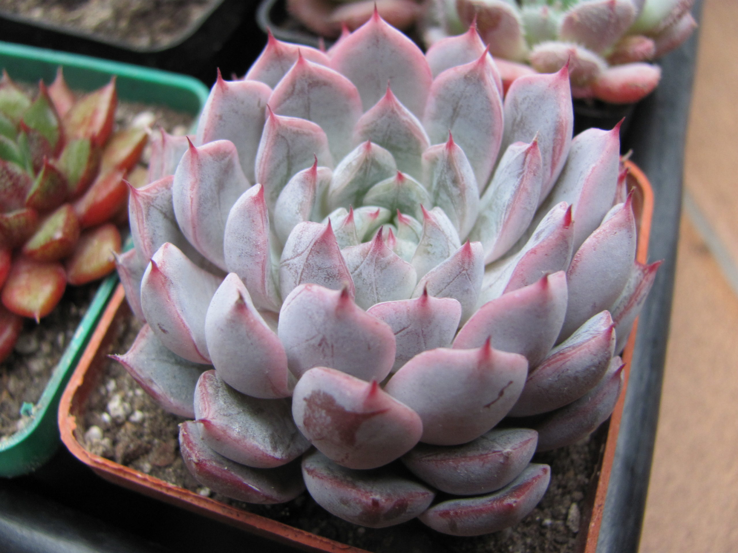 Echeveria hybr.