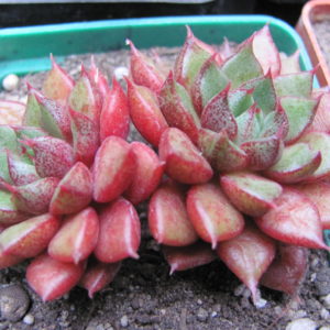 Echeveria   purpusorum hybr.    (  hybrid  Lipskiy )