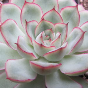 Echeveria pulidonis