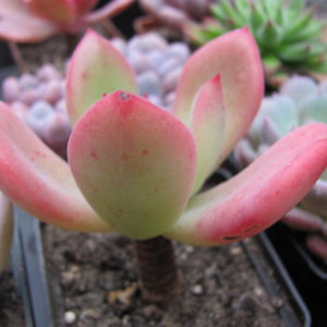 Echeveria   pulvinata Ruby  hybr.