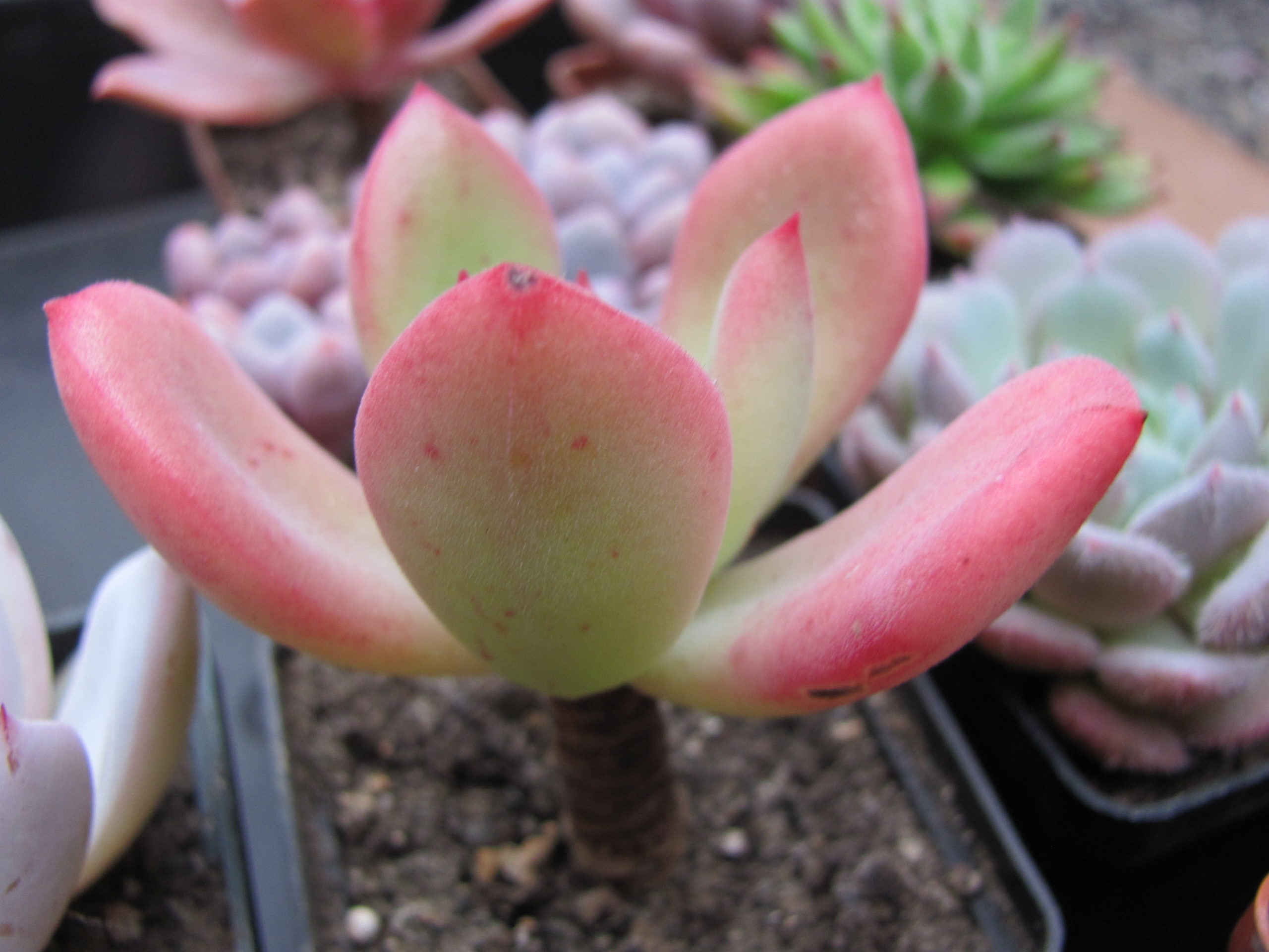 Echeveria   pulvinata Ruby  hybr.