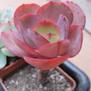 Echeveria   Suyon