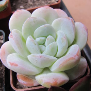 Echeveria  laui  hybr.    #19