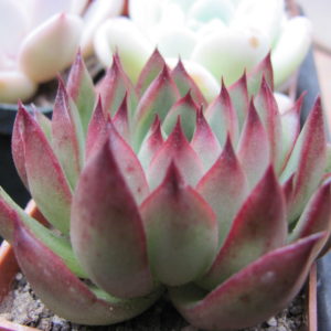 Echeveria    Christmas