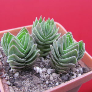Crassula  Buddhas  Temple   3 разом