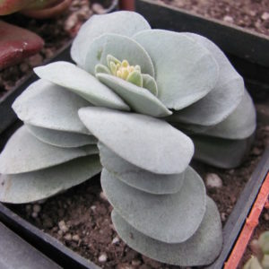 Crassula Morgans Beauty
