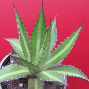 Agava  lophantha   splendida