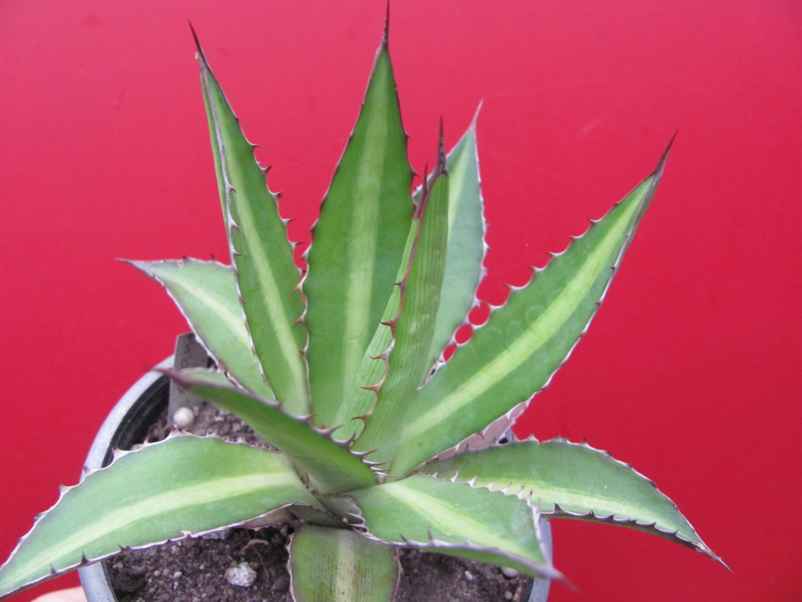 Agava  lophantha   splendida