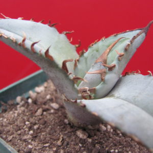 Agava titanota  Blue