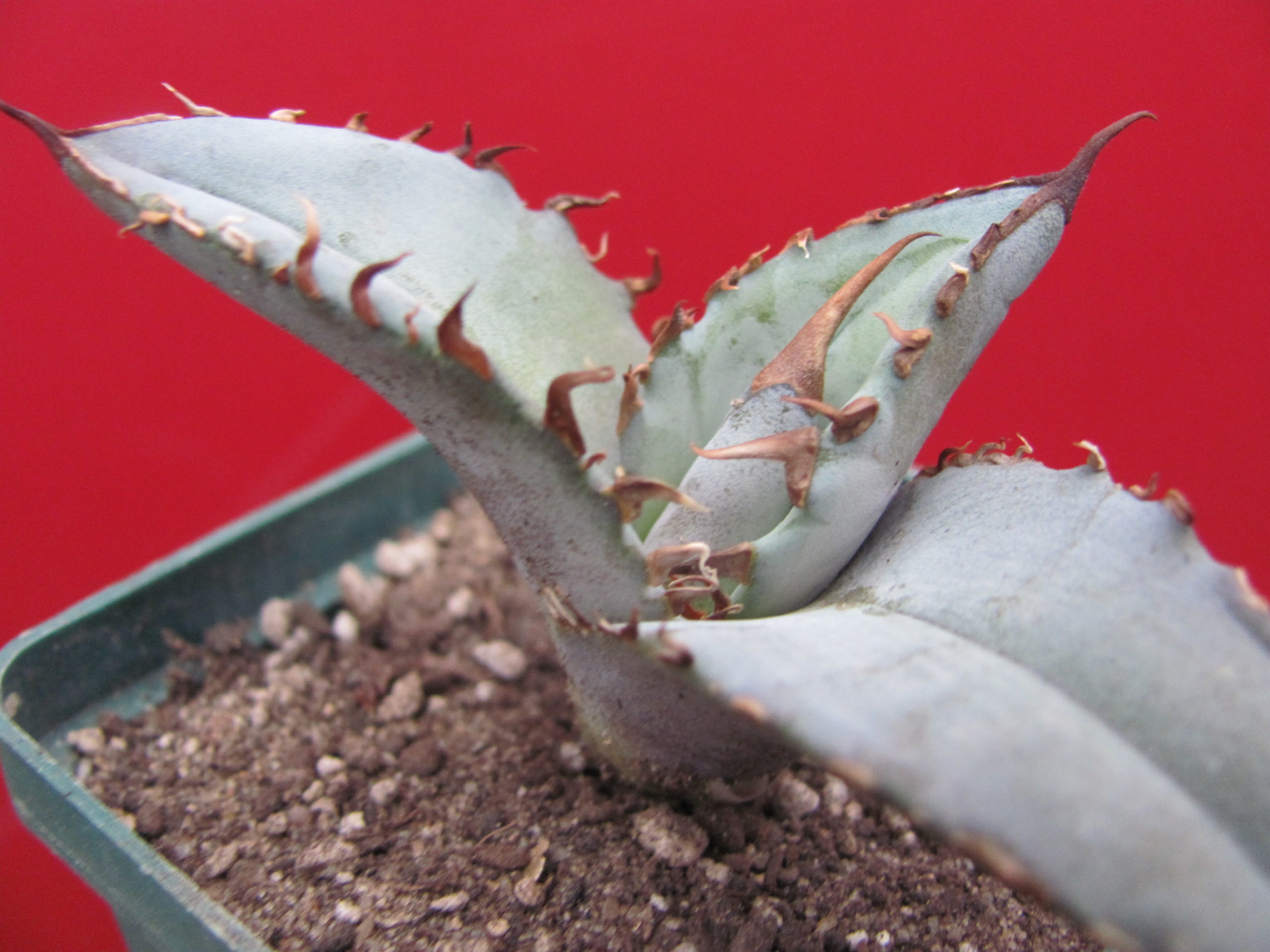 Agava titanota  Blue