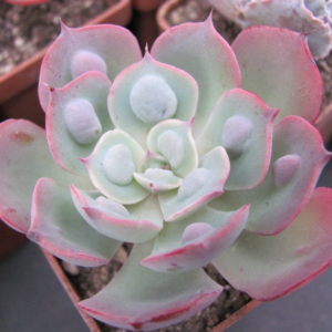 Echeveria Raindrops