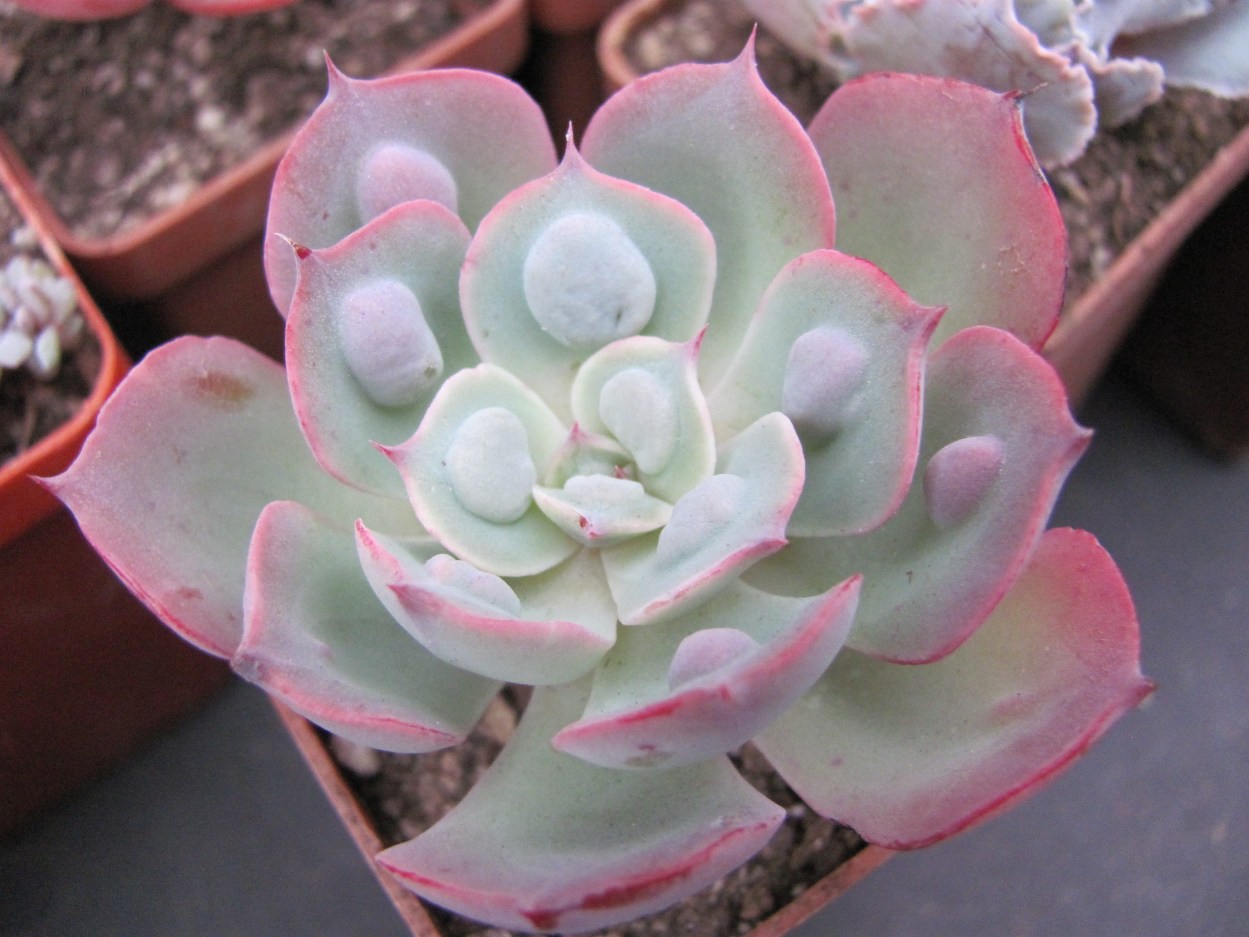 Echeveria Raindrops