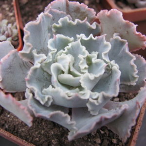 Echeveria *Curly Pearl*