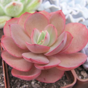 Echeveria Suyon