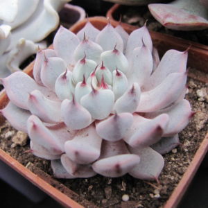 Echeveria  cuspidata zaragoza