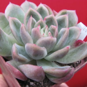 Echeveria  hybr.