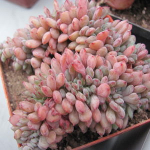 Echeveria *Fantasia Carol*   cristata