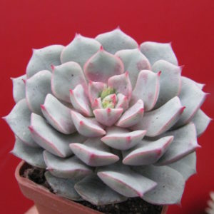 Echeveria *Panda Face*