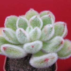 Echeveria   Doris Taylor