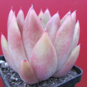 Echeveria   Frank Reinelt